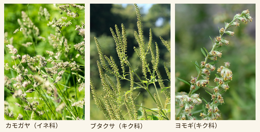 代表的な秋の花粉