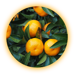 ヤクルトのおいしいはっ酵果実 ヤクルト届けてスポット