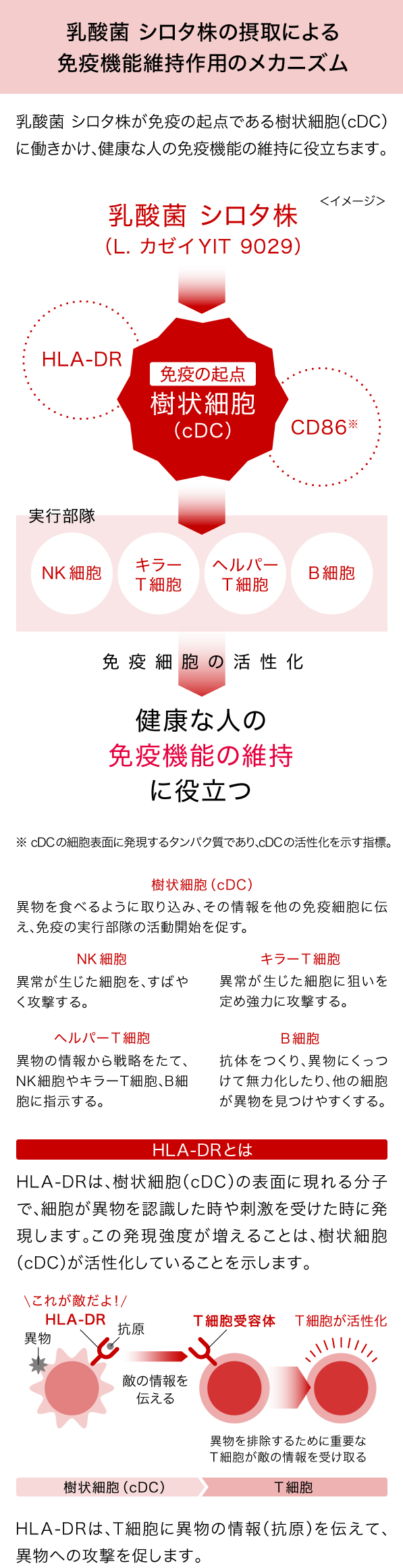 ���_�� �V���^���̐ێ�ɂ��Ɖu�@�\�ێ���p�̃��J�j�Y���@���_�� �V���^�����Ɖu�̋N�_�ł������זE�icDC�j�ɓ��������A���N�Ȑl�̖Ɖu�@�\�̈ێ��ɖ𗧂��܂��B�yHLA-DR�Ƃ́zHLA-DR�́A����זE�icDC�j�̕\�ʂɌ���镪�q�ŁA�זE���ٕ���F����������h�����󂯂����ɔ������܂��B���̔������x�������邱�Ƃ́A����זE�icDC�j�����������Ă��邱�Ƃ������܂��BHLA-DR�́AT�זE�Ɉٕ��̏��i�R���j��`���āA�ٕ��ւ̍U���𑣂��܂��B